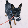 USA-K9 Grenade Reward Toy With Rope - XL - Image 3